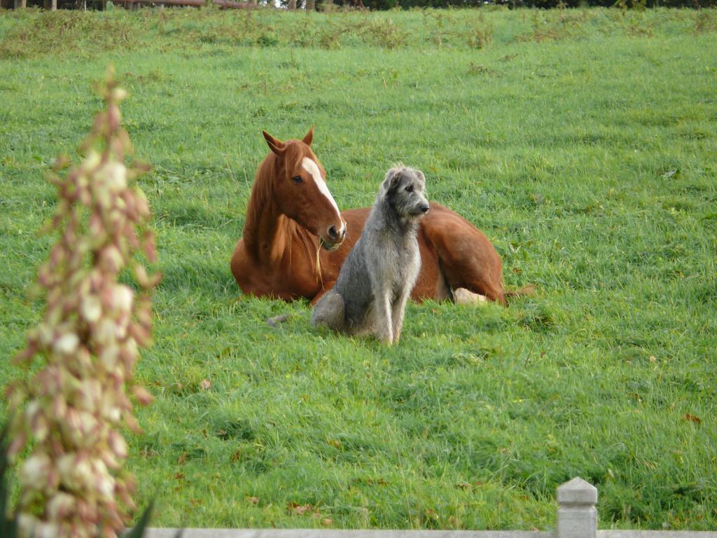 Gite De L'Etot Fossey Marchésieux Zewnętrze zdjęcie
